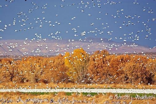 Snow Geese Fly-In_73137.jpg - Snow Geese (Chen caerulescens) in flightPhotographed in the Bosque del Apache National Wildlife Refuge near San Antonio, New Mexico, USA.